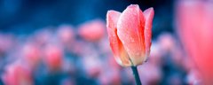 郁金香发芽期间能不能浇水