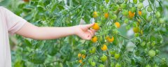 西红柿种植需要什么肥料