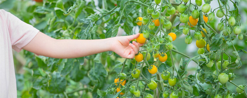 西红柿种植需要什么肥料 西红柿种植需要什么肥料