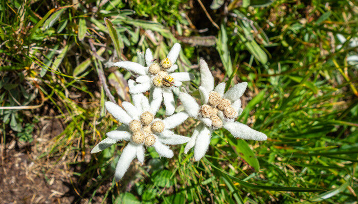 雪绒花是什么花 雪绒花是什么花