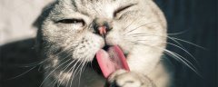 猫草怎么种植方法视频