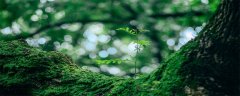 苔藓的作用