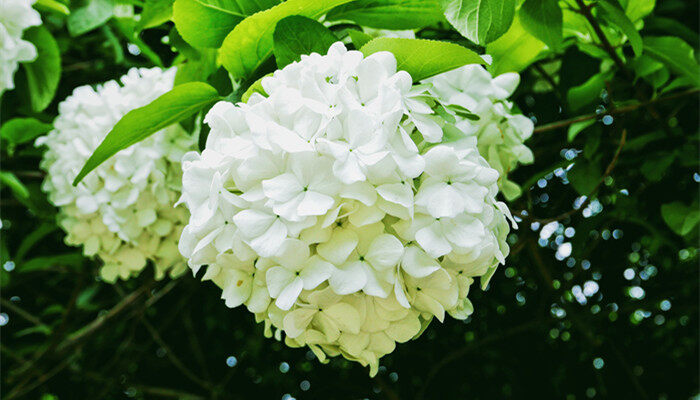 琼花是什么花 琼花是什么花