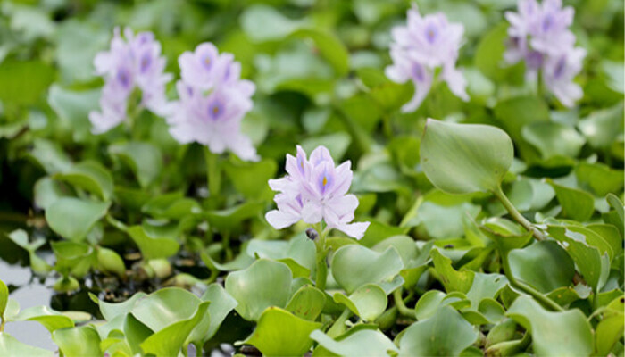 水葫芦怎么养 水葫芦怎么养