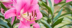 百合芽断了了怎么二次发芽