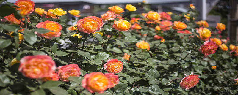 月季花的种子可以种吗 月季花的种子可以种吗