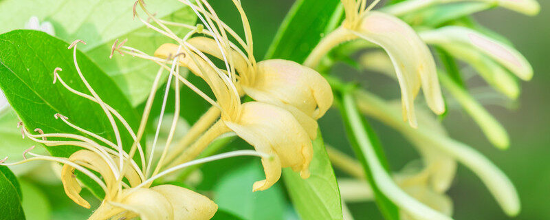 雌蕊类型 雌蕊类型
