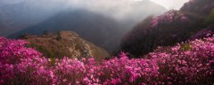 烈香杜鹃下山桩怎么养