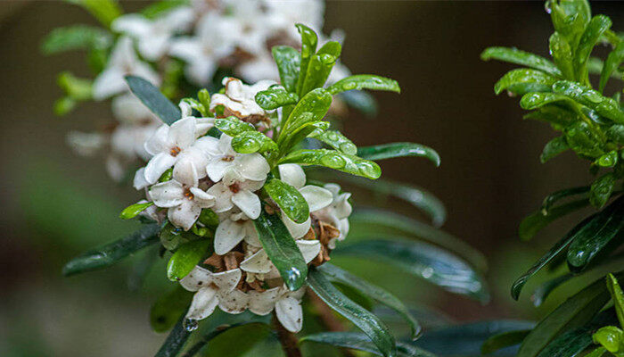 瑞香花的花语和象征 瑞香花的花语和象征