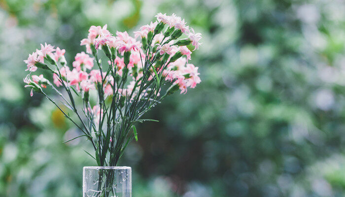 给老师送花送什么花 给老师送花送什么花