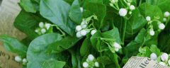 香水茉莉什么时候开花