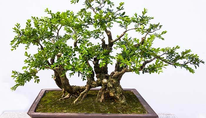 黄杨一年四季都可以移栽吗 黄杨一年四季都可以移栽吗