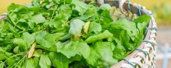 灰菜用什么除草剂能杀死