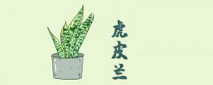 虎皮兰幼苗多大能上盆
