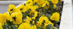 法国香水藤茉莉一年开几次花
