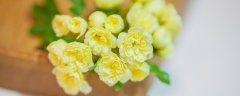 花盆土里有虫子怎么去除