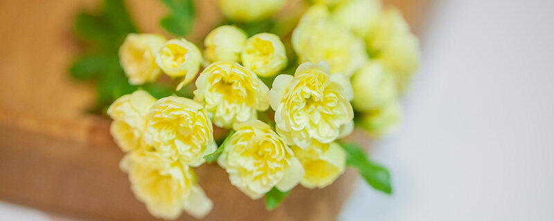 花盆土里有虫子怎么去除 花盆土里有虫子怎么去除