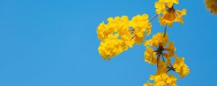 风铃木花期