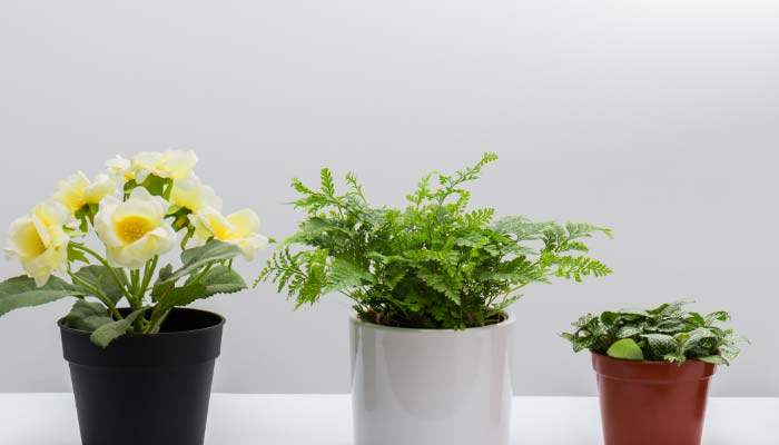 丁香花的越冬方法 丁香花的越冬方法