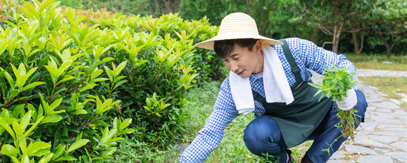 香附子用什么除草剂能根除 香附子用什么除草剂能根除