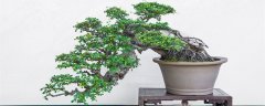 什么树桩做盆景最好