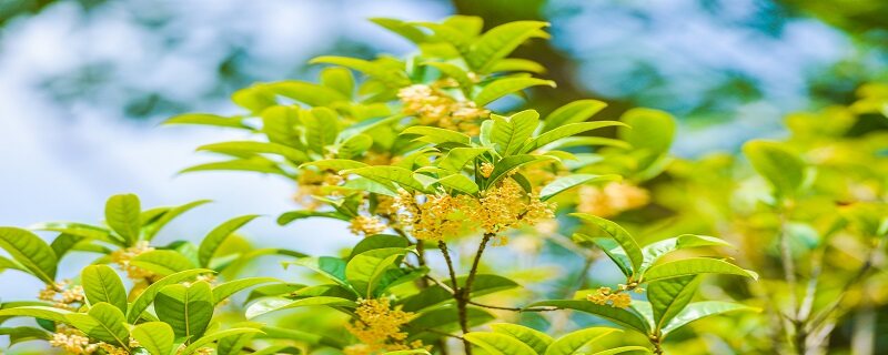 桂花几月份开花 桂花几月份开花