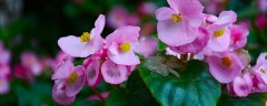 狗牙花和丁香怎么区分