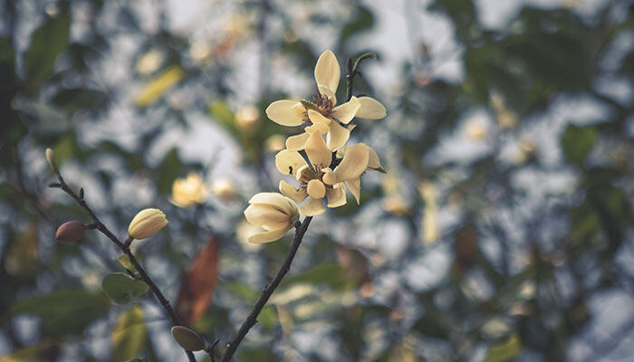 含笑花什么时候开花