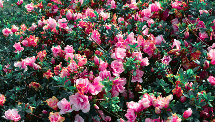 怎么养茶花 怎么养茶花