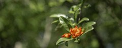 西安市花是什么