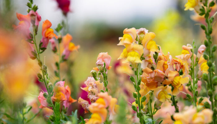 广州梅花什么时候开花 广州梅花什么时候开花