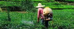 氟磺胺草醚对下茬影响	