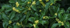 桂花季节