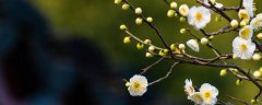 香雪公园梅花开了吗