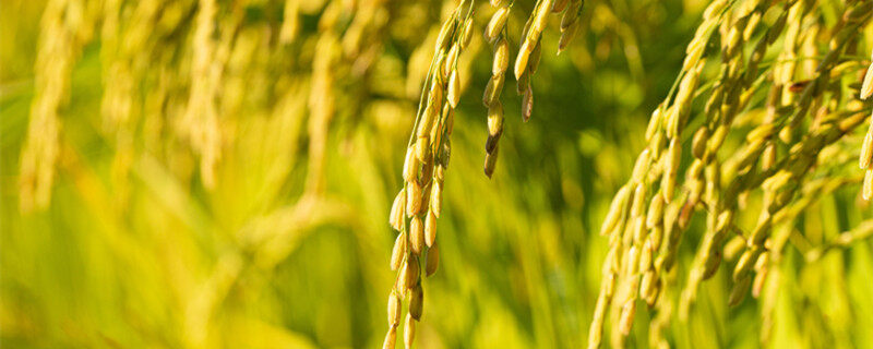 中国水稻种植面积 中国水稻种植面积