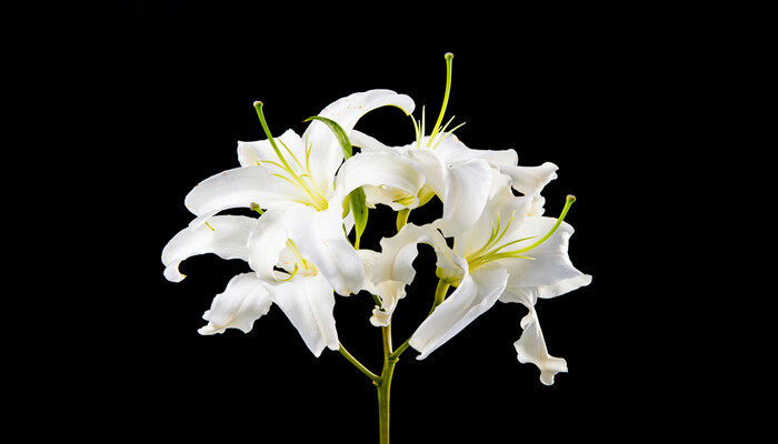 白合花怎么养? 白合花怎么养?