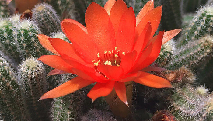 花卉绿植摄影图库 花卉绿植摄影图库