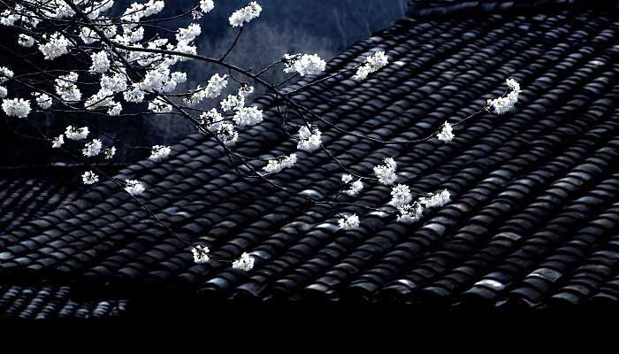日本晚樱和东京樱花的区别 日本晚樱和东京樱花的区别