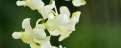 八月兰花开花叫什么兰花