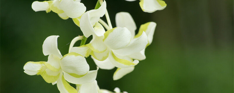 八月兰花开花叫什么兰花