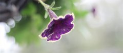 牵牛花种子要浸泡多久
