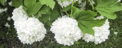 雪球花怎么养