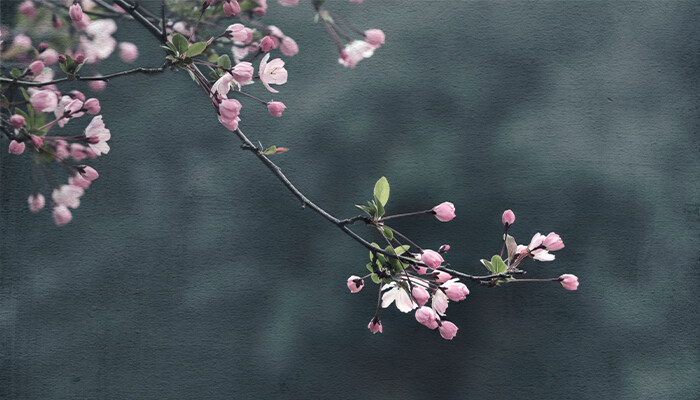 海棠花烂茎了怎么补救 海棠花烂茎了怎么补救