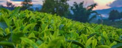 荆草一般生长在什么地方