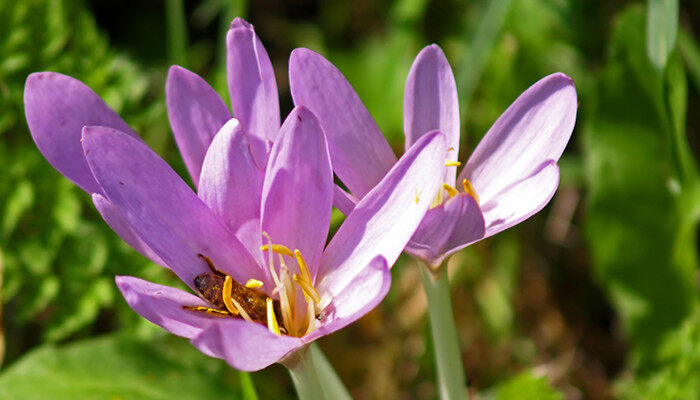 藏红花四季开花吗 藏红花四季开花吗