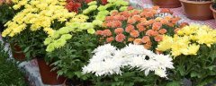 菊花盆栽的养殖方法与注意事项