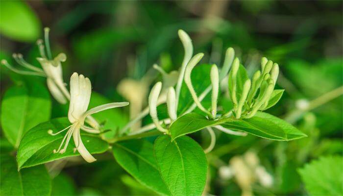 金银花喜阴还是喜阳 金银花喜阴还是喜阳