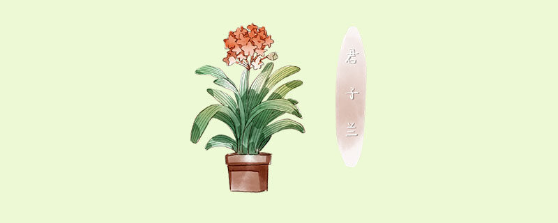 君子兰叶子流黄水有毒吗 君子兰叶子流黄水有毒吗