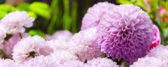 乒乓球菊花一年开几次花