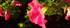 牵牛花长什么样子